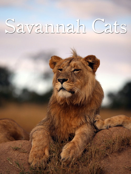 Movie poster for Savannah Cats (1995)