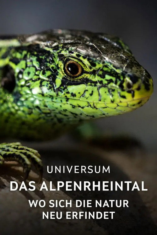 Movie poster for Das Alpenrheintal – Wo sich die Natur neu erfindet (2025)