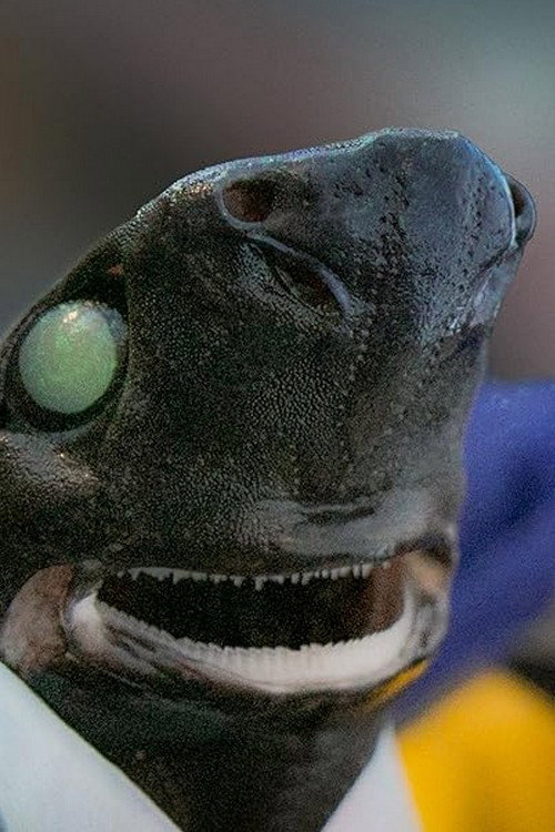 Movie poster for Alien Sharks: Return To The Abyss