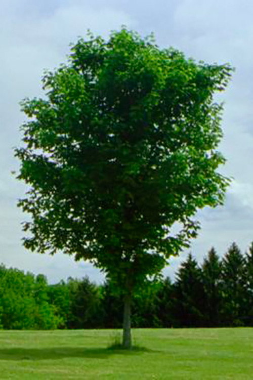 Movie poster for Tree (2010)