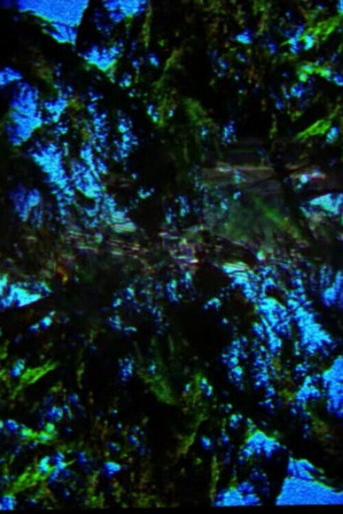 Movie poster for A Film Containing Trees (2018)