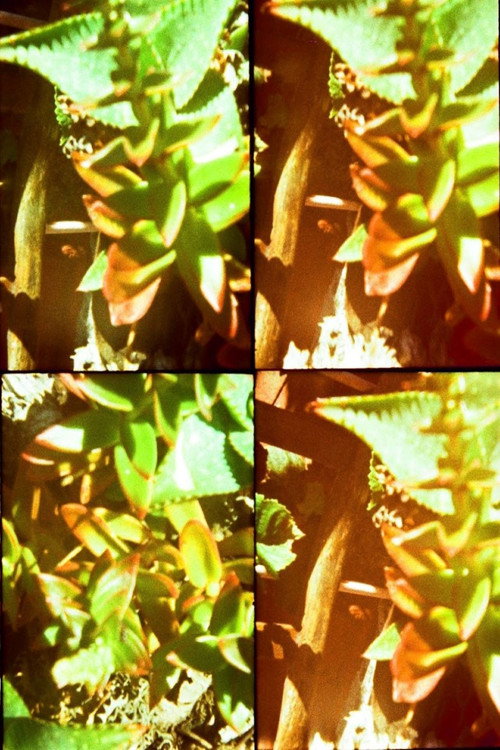Movie poster for Gardens (2012)