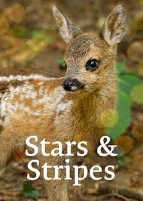 Movie poster for Stars and Stripes