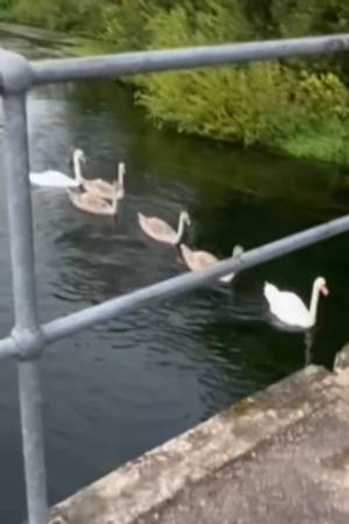 Photo of Swans, Acting