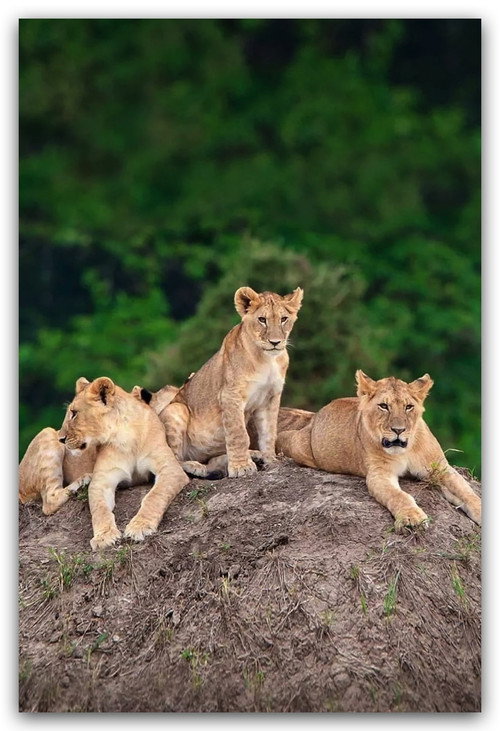 Series poster for Little Big Cat (2008)