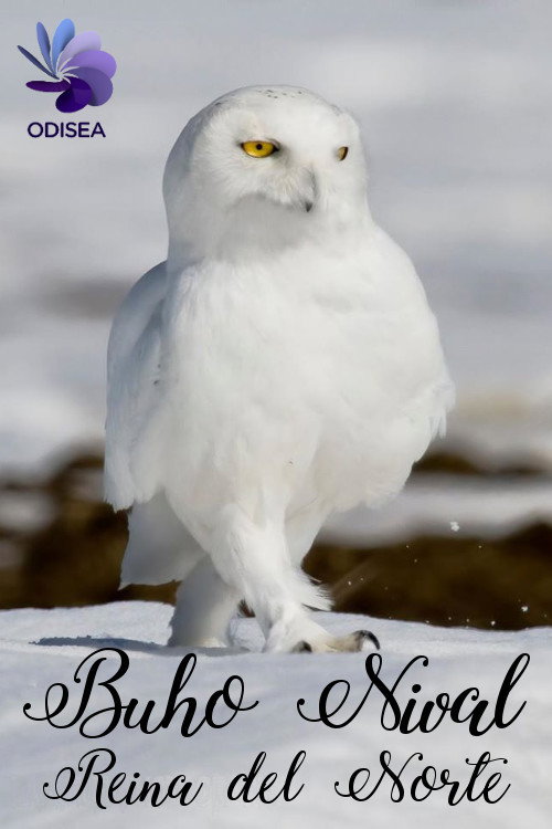 Movie poster for Snowy Owl, queen of the North (2012)