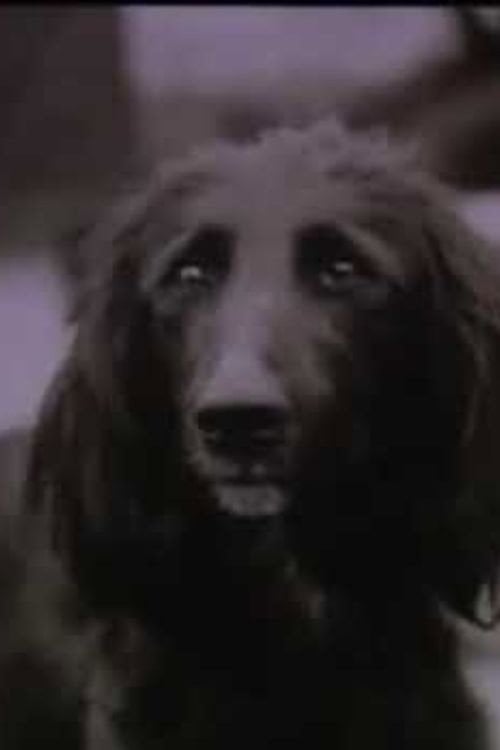 Movie poster for The Dog Was Running (1990)