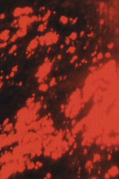 Movie poster for The Red Sea (1992)