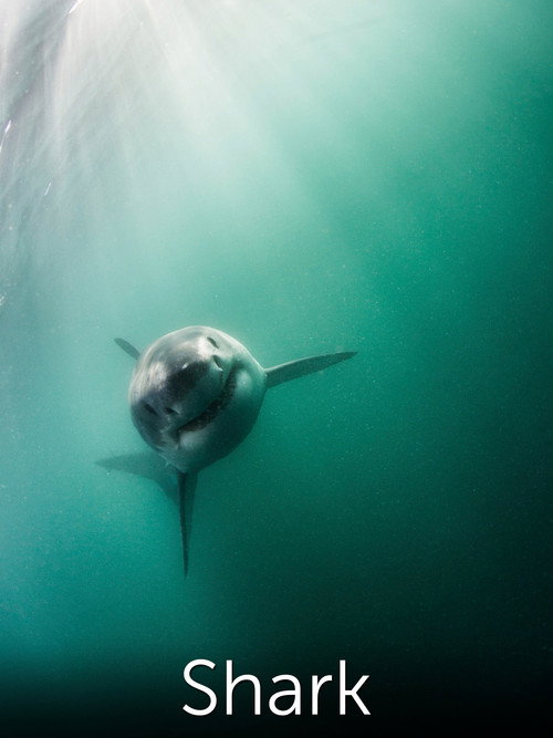 Movie poster for Shark: Beneath the Surface (2015)