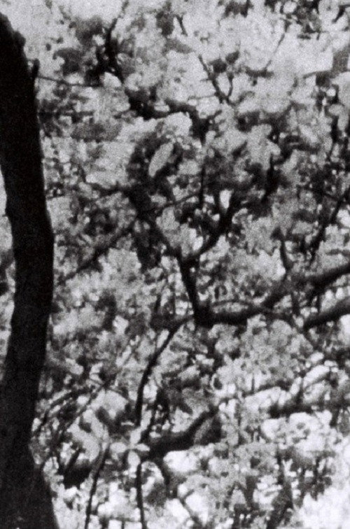 Movie poster for This is for Jonas Mekas (2023)