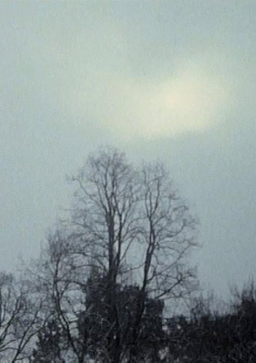 Movie poster for Hanging Upside Down in the Branches (2009)