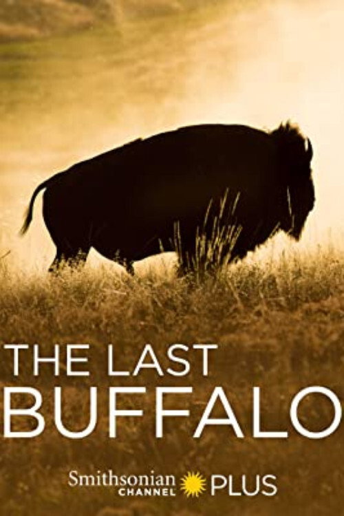 Movie poster for The Last Buffalo (2017)