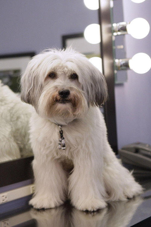 Photo of Pudsey, Acting