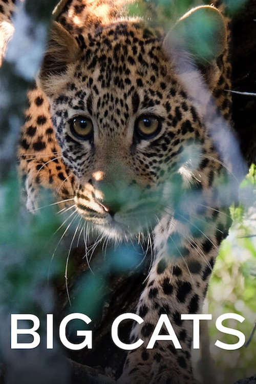 Movie poster for Big Cats