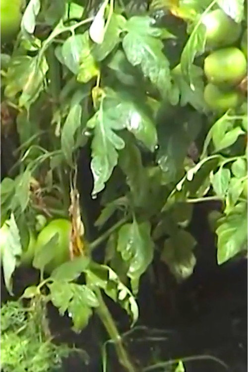 Movie poster for Rain (2011)