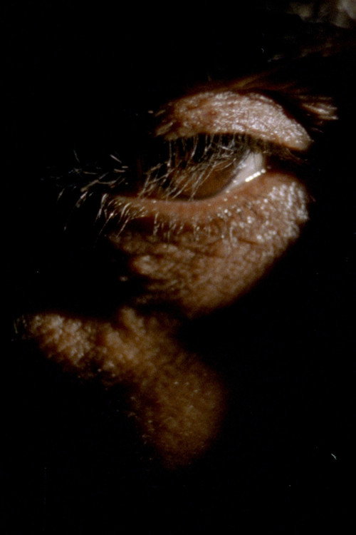 Movie poster for Debil Debil Baldwin Spencer (2025)