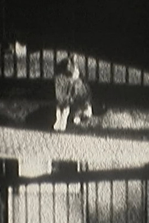 Movie poster for Cat Dream (2012)