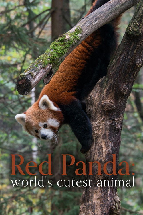 Movie poster for Red Panda: World's Cutest Animal (2017)