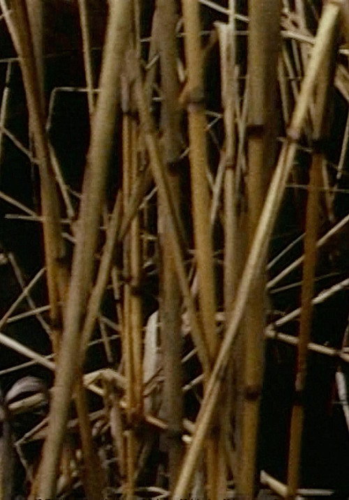 Movie poster for Swamp (1971)