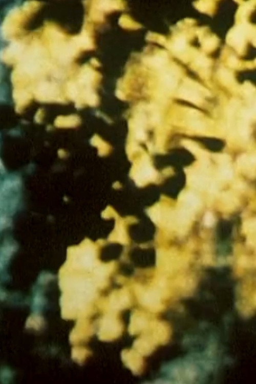 Movie poster for Broken Blossoms (1992)