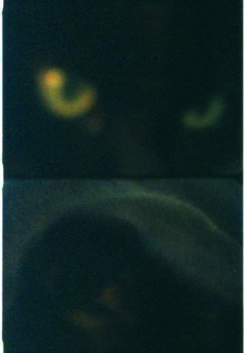 Movie poster for Max (2002)