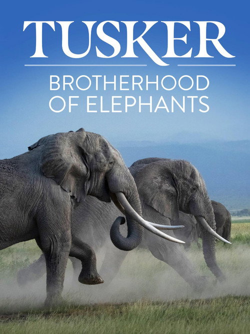 Movie poster for Tusker: Brotherhood of Elephants (2026)