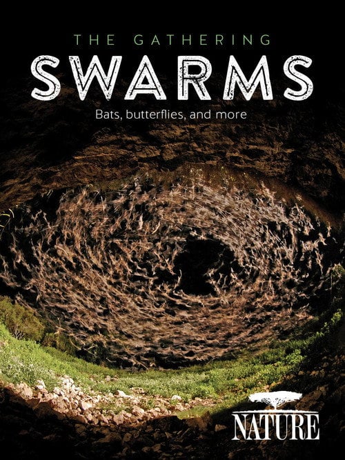 Movie poster for The Gathering Swarms (2014)