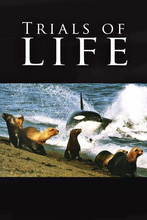 Movie poster for The Trials of Life (1990)