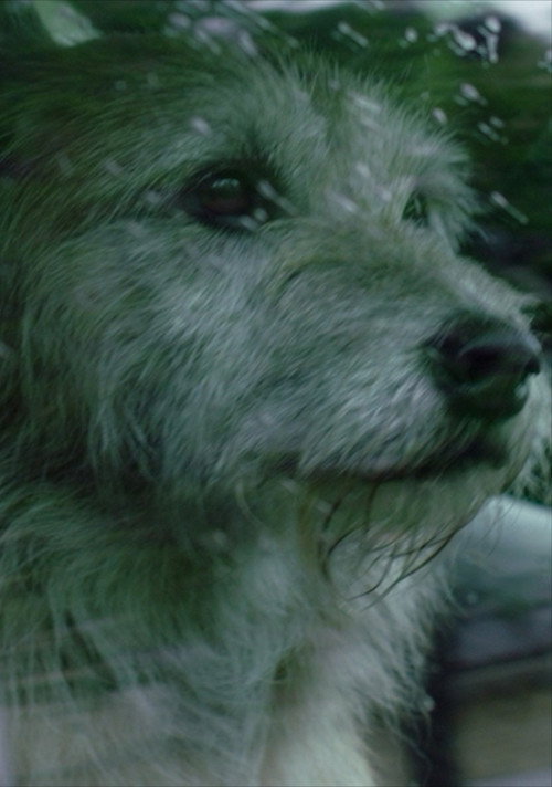 Movie poster for Doggone (2015)