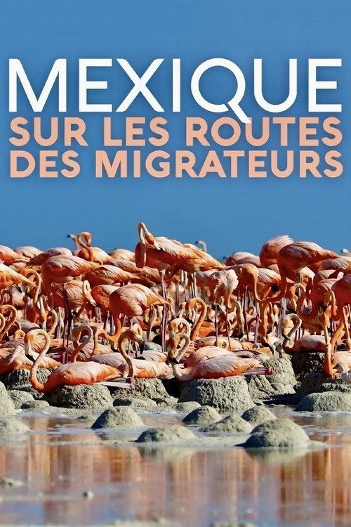 Movie poster for Mexique, sur les routes des migrateurs (2019)