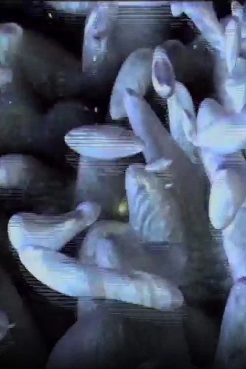 Movie poster for Artificial Life Metropolis ‘CELL’ (1994)