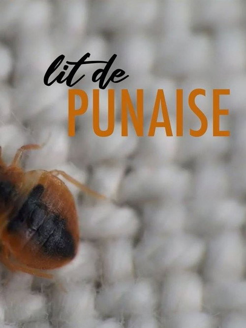 Movie poster for The Bedbug (2019)