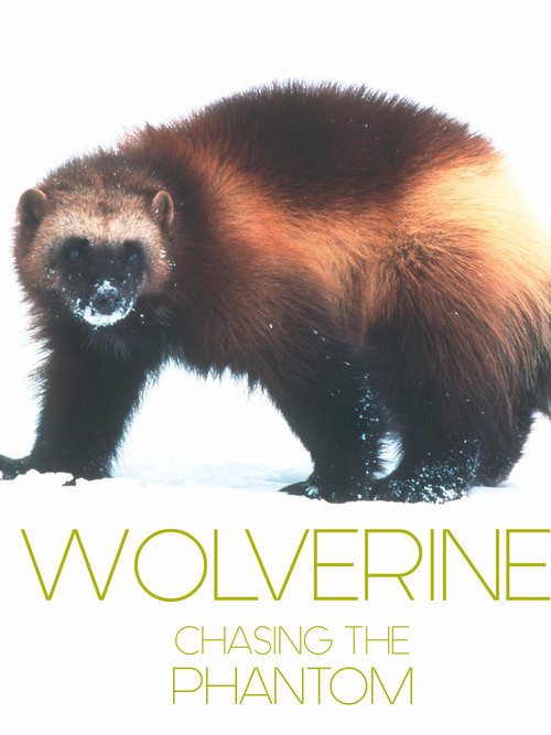 Movie poster for Wolverine - Chasing the Phantom (2010)