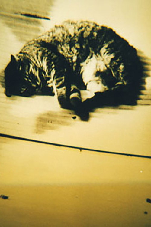 Movie poster for Animal Studies (1998)