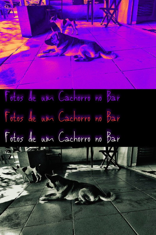 Movie poster for Pictures of a Dog at the Bar (2024)