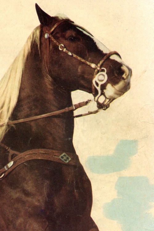 Photo of Koko, Acting