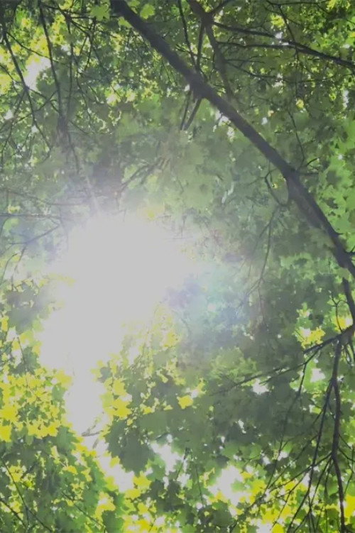 Movie poster for Dreams of Sunlight Through Trees (2024)