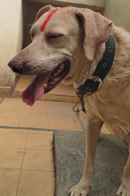 Photo of TIGER, Acting
