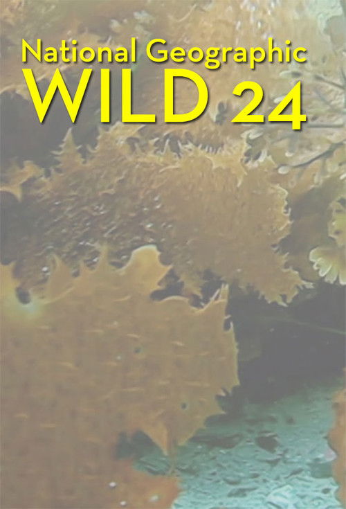 Wild 24 poster