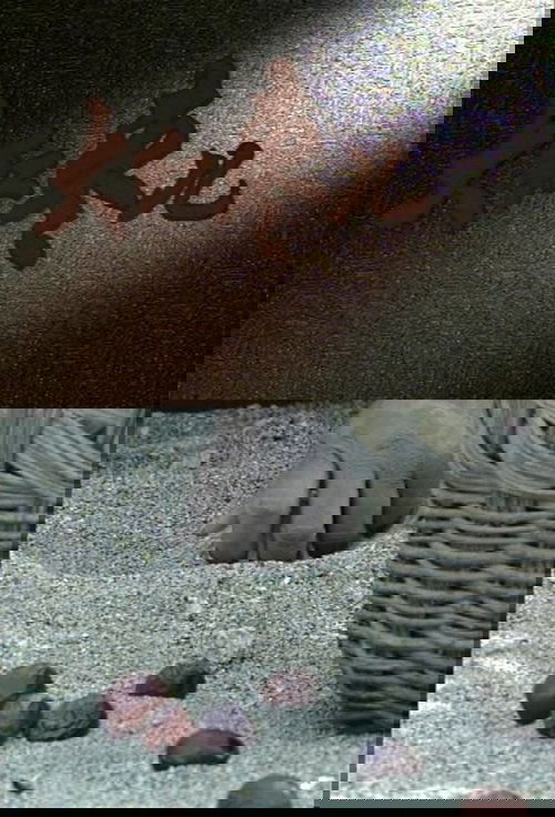 Movie poster for Jujube Fruits (1994)