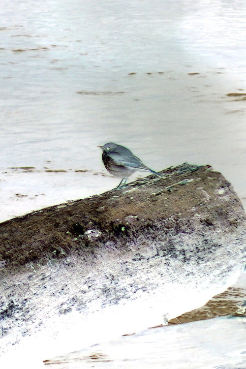 Photo of Hermit Thrush, Acting