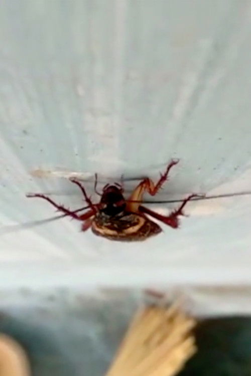 An Apparition poster