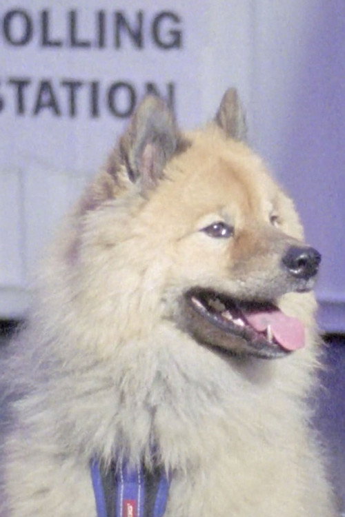 Movie poster for Dogs at Polling Stations (2017)