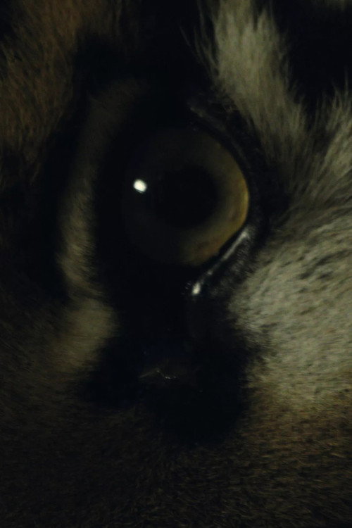 Movie poster for The Haunted (2017)