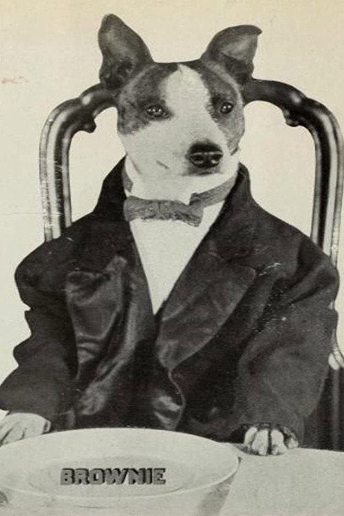 Photo of Brownie the Wonder Dog, Acting