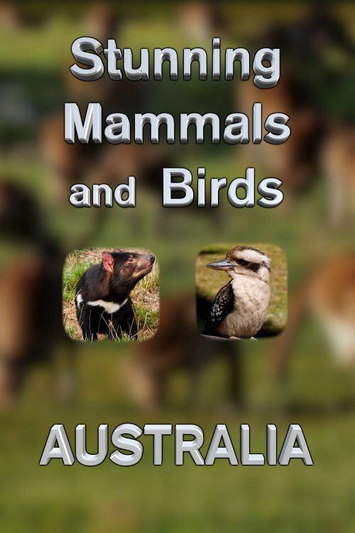 Movie poster for Stunning Mammals and Birds: Australia (2022)