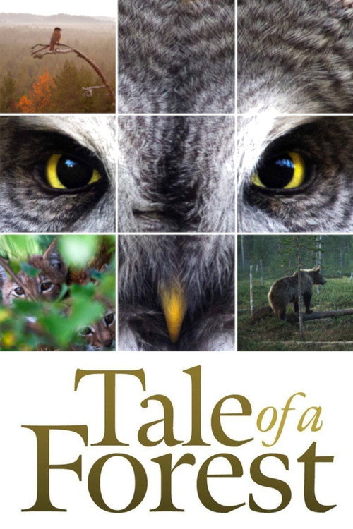 Movie poster for Tale of a Forest (2012)