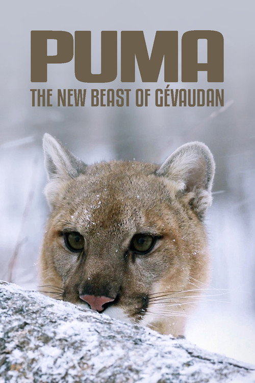 Movie poster for Cougar: On the Trail of the Ghost Cat (2019)