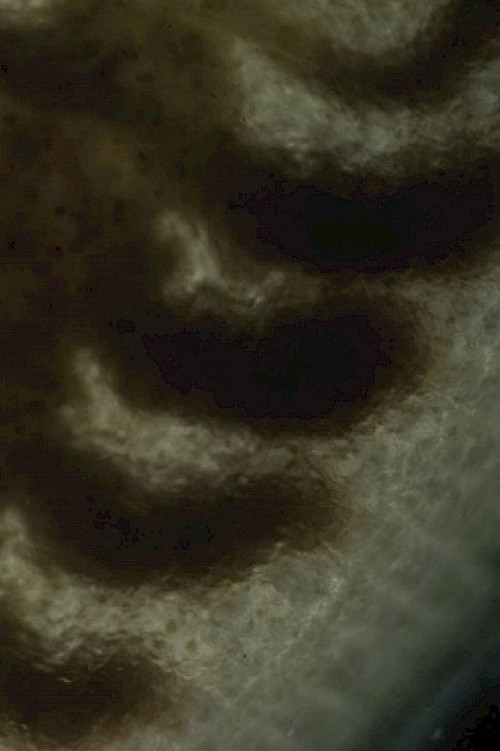 Movie poster for Creatures of the Lines (2021)