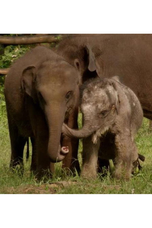 Movie poster for Sri Lanka: Elephant Island (2013)